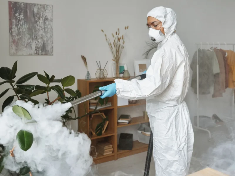 Pest Control Issues - Act Early Before Infestations Spread